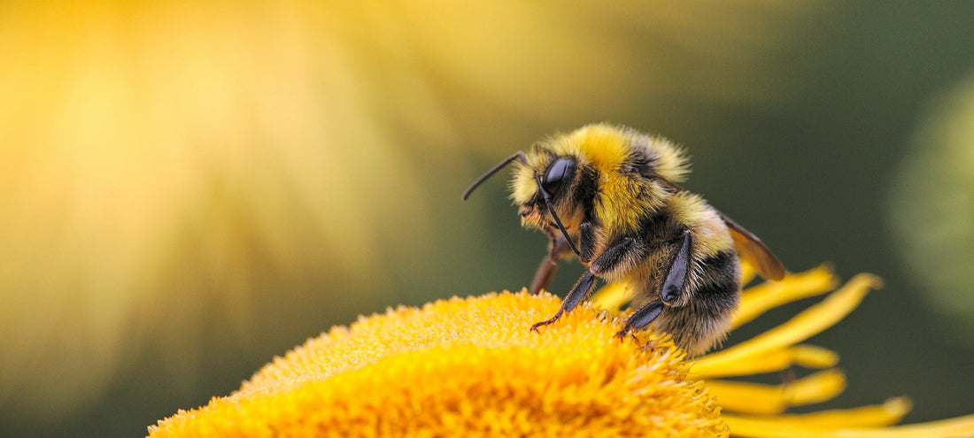 Hyönteisten pistot ja niiden itsehoito – tie turvalliseen kesään