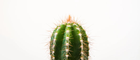 Kaktus - Kurkkukipu Nettiapteekki