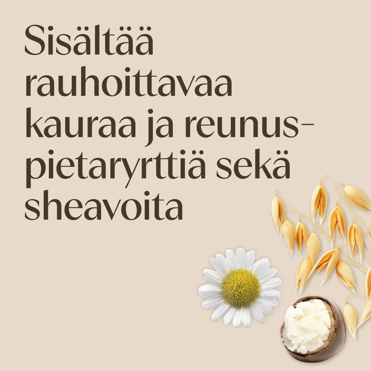 Aveeno Calm + Restore Re-Hydrating Night Cream sisältää rauhoittavaa kauraa